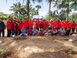 PDI Perjuangan Kota Banjar Serentak Tanam Pohon Pisang Calvanish dan Jagung MSP