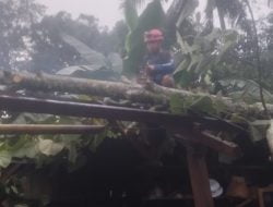 Dilanda Hujan dan Angin, Pohon Waru Roboh Timpa Rumah Warga di Pamarican