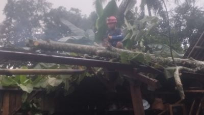 Dilanda Hujan dan Angin, Pohon Waru Roboh Timpa Rumah Warga di Pamarican