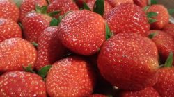 Segudang Manfaat Strawberry untuk Kesehatan & Kecantikan