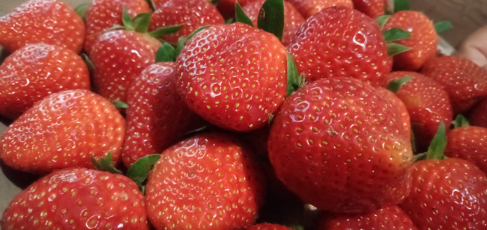 Segudang Manfaat Strawberry untuk Kesehatan & Kecantikan