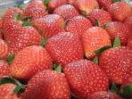 Manfaat Strawberry