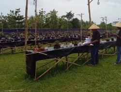 PPBI Pangandaran Gelar Pameran dan Kontes Bonsai