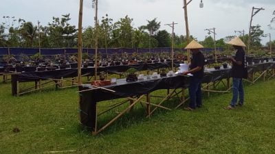 PPBI Pangandaran Gelar Pameran dan Kontes Bonsai