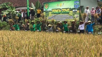 Kodim 0613 Ciamis Bersama Pemkot Banjar Laksanakan Panen Raya Padi