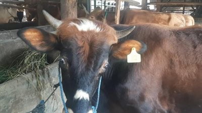 Jelang Hari Raya Idul Adha, Penjualan Hewan Sapi Kurban di Banjar Masih Sepi