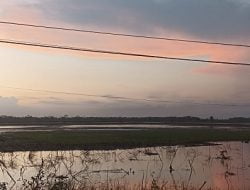 Saluran Irigasi Jebol, Puluhan Hektare Sawah di Desa Paledah Pangandaran Alami Kekeringan