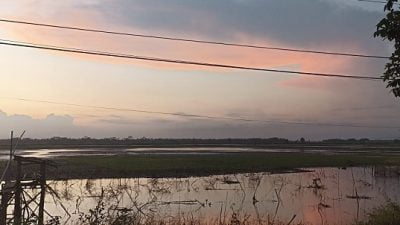 Saluran Irigasi Jebol, Puluhan Hektare Sawah di Desa Paledah Pangandaran Alami Kekeringan