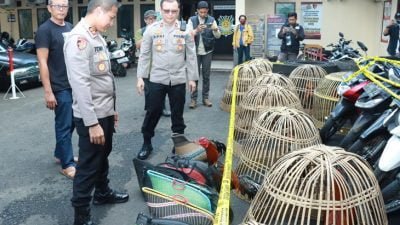 Gerebek Perjudian Sabung Ayam, Polres Ciamis Amankan 29 Orang dan 19 Ekor Ayam