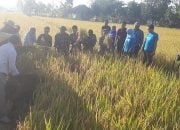 Penggunaan Pupuk Organik Bikin Panen Padi Melimpah 