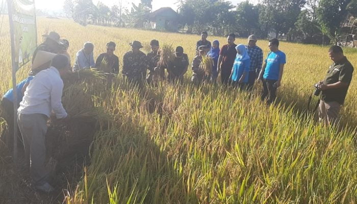 Penggunaan Pupuk Organik Bikin Panen Padi Melimpah 