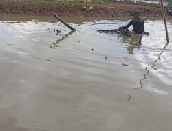 Mengkhawatirkan! Populasi Ikan Wader Ijo di Rawa Pening Semakin Berkurang