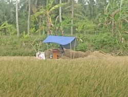 Panen Raya Padi di Desa Paledah, Pangandaran Mencapai 6,5 Ton per Hektare