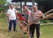 Di Kota Banjar Ada Ubi Kayu Berbobot 29-50 Kg Pada Satu Batang, Ini Rahasianya