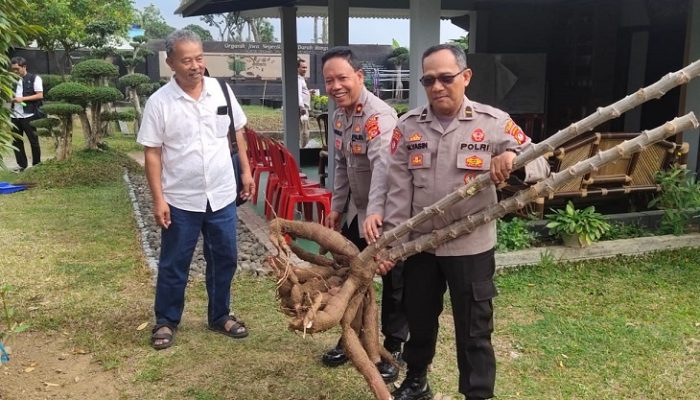 Di Kota Banjar Ada Ubi Kayu Berbobot 29-50 Kg Pada Satu Batang, Ini Rahasianya