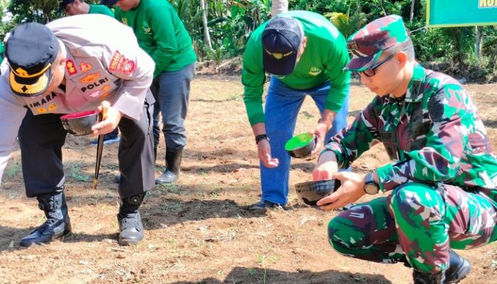 Manfaatkan Lahan Kosong, Kodim 0625 Pangandaran Tanam Jagung Hybrida