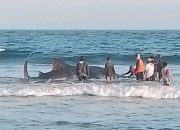 Hiu Tutul Berbobot 5 Kuintal Terdampar di Perairan Pantai Batukaras