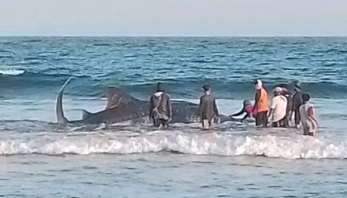 Hiu Tutul Berbobot 5 Kuintal Terdampar di Perairan Pantai Batukaras