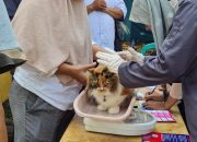 Diskanak Kabupaten Bogor Suntikan 3.000 Dosis Vaksin Rabies Secara Gratis Kepada Hewan Peliharaan