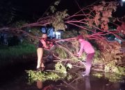 Polsek Pataruman Bersama Bersama BPBD Bantu Warga Evakuasi Pohon Tumbang yang Menghalangi Bahu Jalan