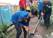 Ular Sanca 3 Meter Bikin Resah Warga Banjar, Damkar Unit Reptil Sigap Tangkap