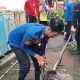 Ular Sanca 3 Meter Bikin Resah Warga Banjar, Damkar Unit Reptil Sigap Tangkap