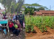 Dari Lahan Kosong Hingga Panen Berkali-kali, Kisah Sukses Kelompok Wanita Tani Sekar Mawar Hegar