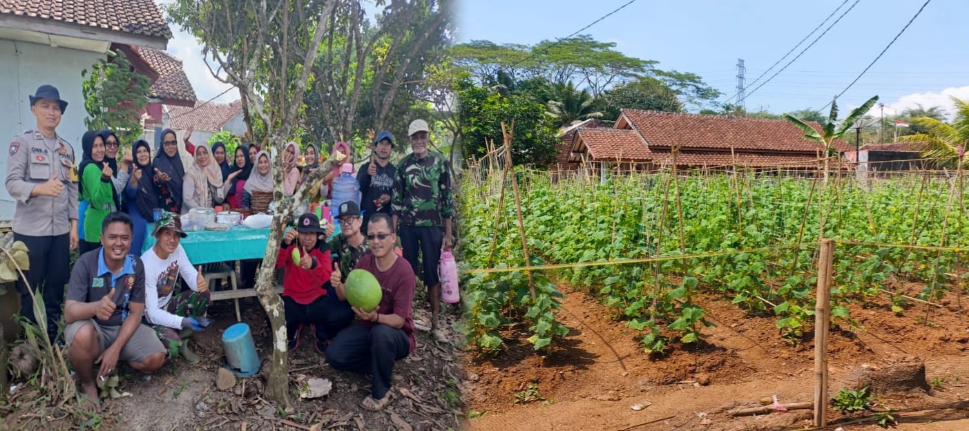 Dari Lahan Kosong Hingga Panen Berkali-kali, Kisah Sukses Kelompok Wanita Tani Sekar Mawar Hegar