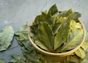 7 Manfaat Daun Salam untuk Kesehatan yang Jarang Diketahui