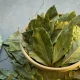 7 Manfaat Daun Salam untuk Kesehatan yang Jarang Diketahui