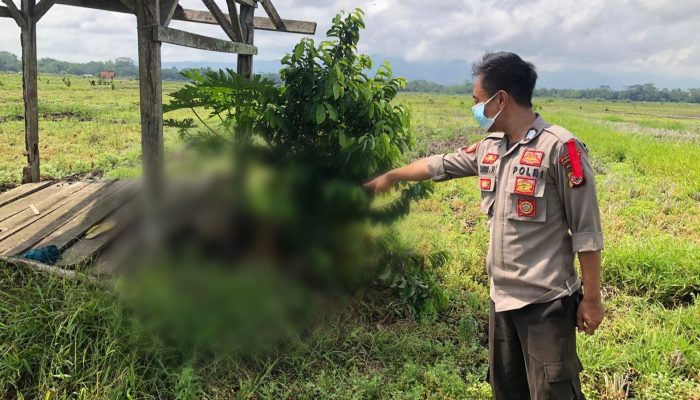 Mayat Perempuan Ditemukan di Saung Sawah di Mangunjaya Pangandaran