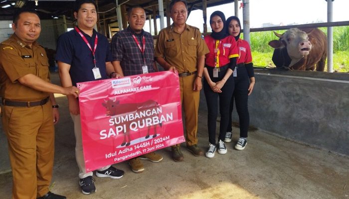 Hari Raya idul Adha 1445 H, Alfamart Berikan 1 Ekor Sapi Qurban untuk Masyarakat Pangandaran