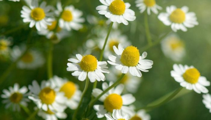 Khasiat Chamomile: Dari Meredakan Stres hingga Perawatan Kulit