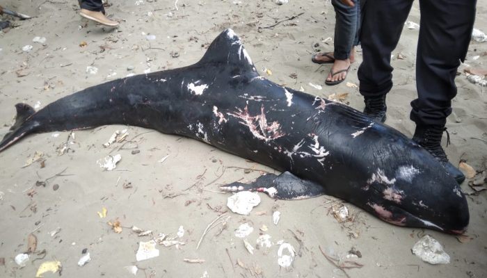 Lumba-lumba Ditemukan Mati Terdampar di Pantai Timur Pangandaran