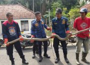 Aksi Sigap Damkar Pangandaran Evakuasi King Kobra Sepanjang 5 Meter