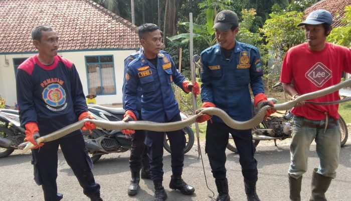 Aksi Sigap Damkar Pangandaran Evakuasi King Kobra Sepanjang 5 Meter