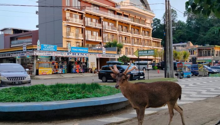 BKSDA Pangandaran Larang Wisatawan Beri Makan Rusa, Inilah Alasanya