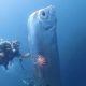 Kemunculan Ikan Oarfish Setelah 100 Tahun: Pertanda Gempa atau Kebetulan?