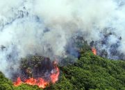 Kebakaran Hutan di Kalimantan: Ancaman yang Kian Meluas