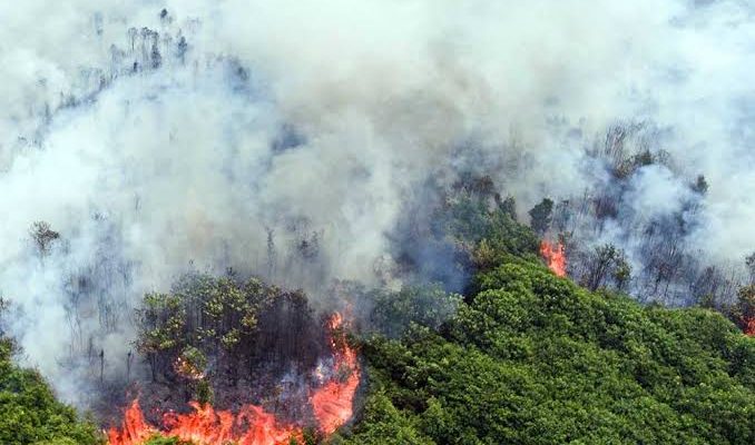 Kebakaran Hutan di Kalimantan: Ancaman yang Kian Meluas