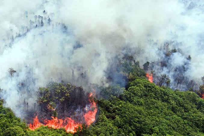 Kebakaran Hutan di Kalimantan: Ancaman yang Kian Meluas