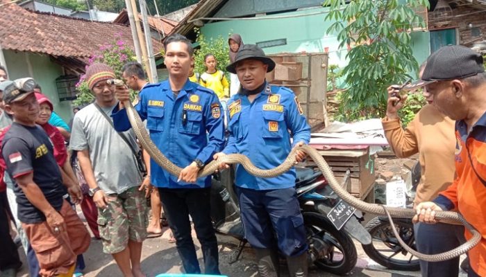 Dua Warga Parungsari Terluka Akibat Gigitan Ular King Kobra Kalimantan di Kota Banjar