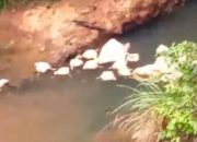 Penemuan Ratusan Bangkai Ayam di Sungai Cibening Gegerkan Warga Cimerak