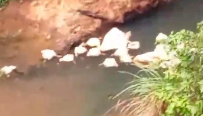 Penemuan Ratusan Bangkai Ayam di Sungai Cibening Gegerkan Warga Cimerak