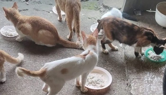 Upaya Cegah Rabies, Kabupaten Pangandaran Dapatkan 400 Dosis Vaksin Tambahan