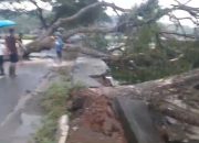 Pohon Tumbang Tutup Jalan Pamarican-Gunungcupu, Tagana Ciamis Lakukan Evakuasi