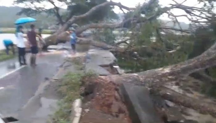 Pohon Tumbang Tutup Jalan Pamarican-Gunungcupu, Tagana Ciamis Lakukan Evakuasi
