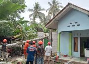 Pohon Kedondong Besar Tumbang Timpa Rumah Warga di Parigi