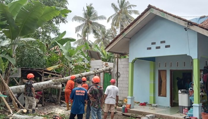 Pohon Kedondong Besar Tumbang Timpa Rumah Warga di Parigi