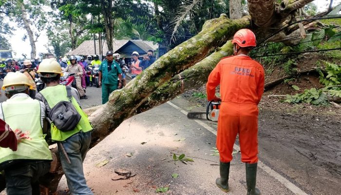 Arus Lalin Kalipucang-Pangandaran Terganggu Akibat Pohon Tumbang di Desa Emplak